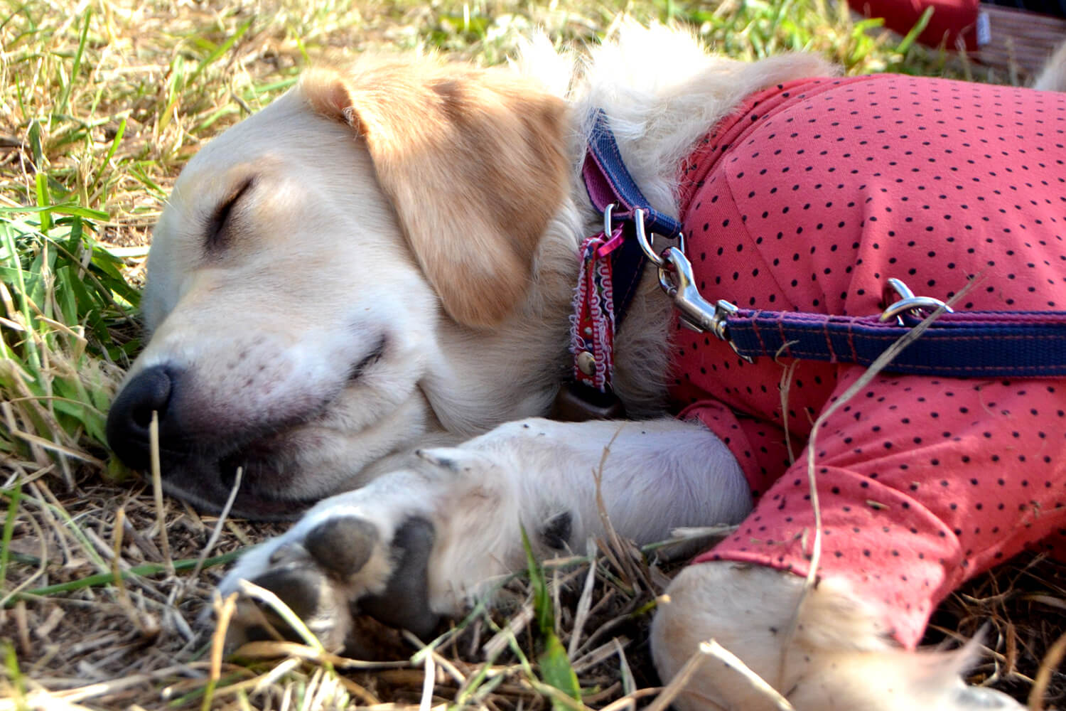 レトリーバー,冬