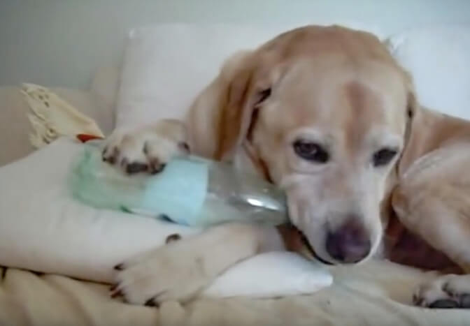 ラブラドールレトリーバー,動画
