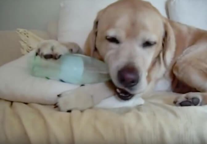 ラブラドールレトリーバー,動画