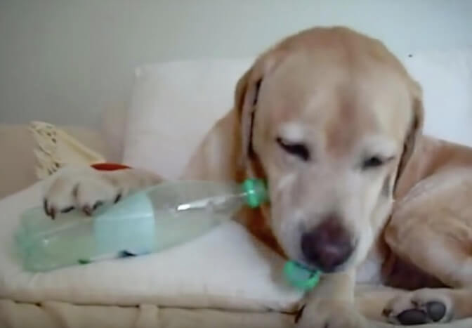 ラブラドールレトリーバー,動画