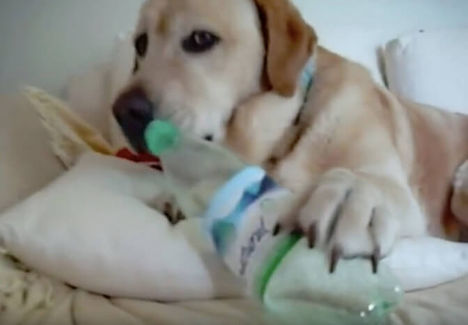 ラブラドールレトリーバー,動画