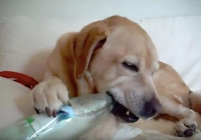 ラブラドールレトリーバー,動画