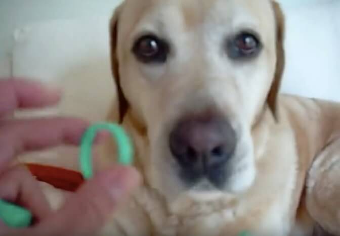 ラブラドールレトリーバー,動画