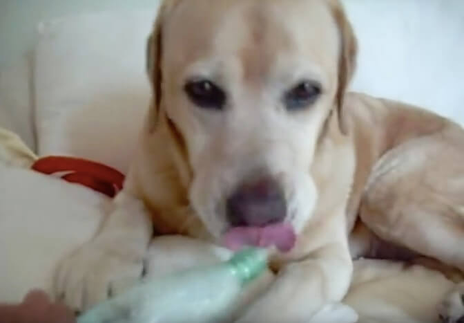 ラブラドールレトリーバー,動画