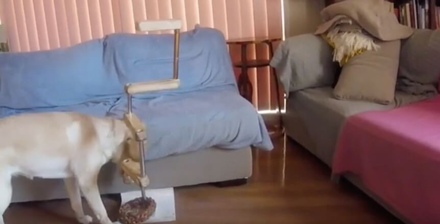 ラブラドールレトリーバー,動画