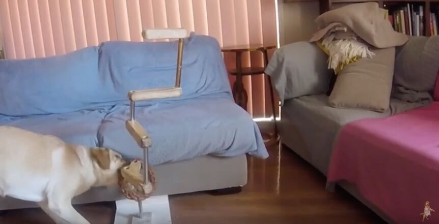 ラブラドールレトリーバー,動画