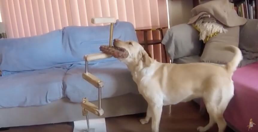 ラブラドールレトリーバー,動画