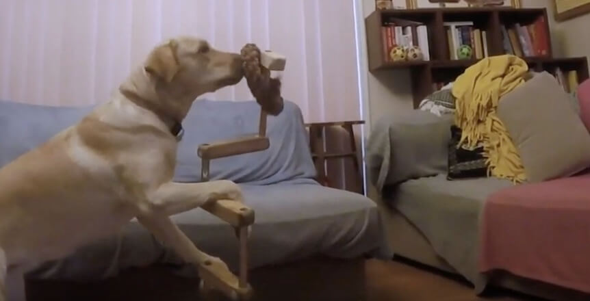 ラブラドールレトリーバー,動画