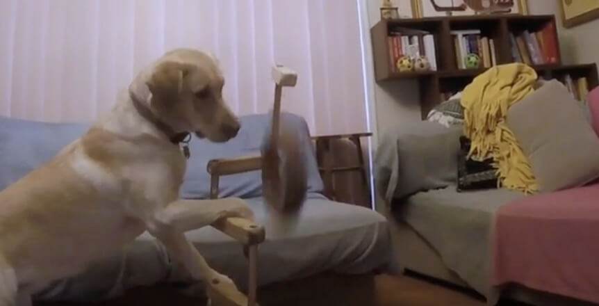 ラブラドールレトリーバー,動画