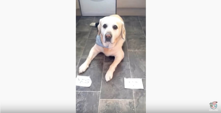 ラブラドールレトリーバー,動画