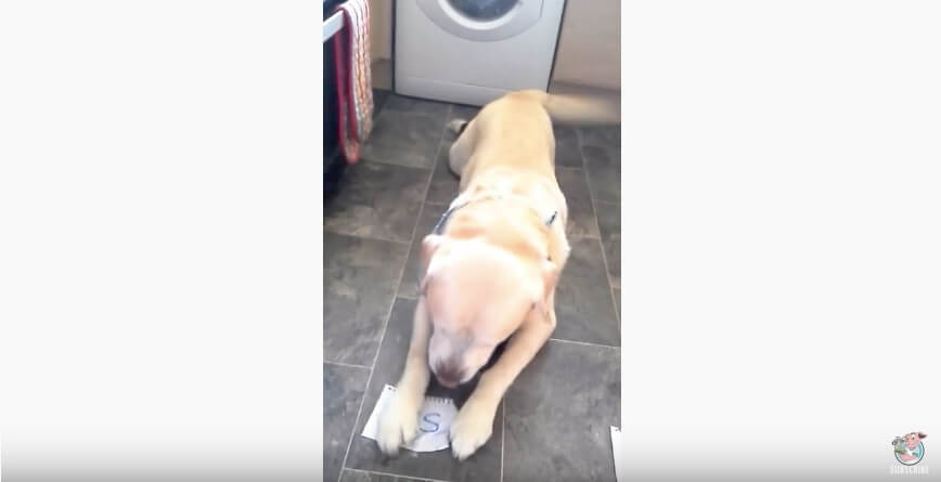 ラブラドールレトリーバー,動画