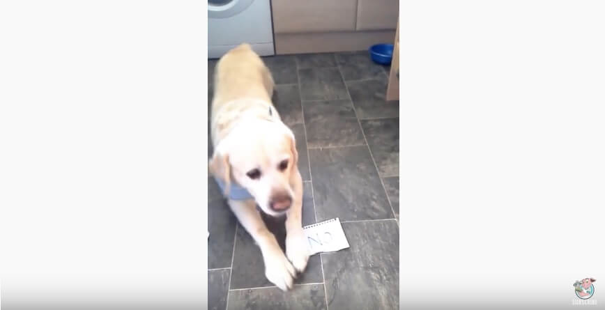 ラブラドールレトリーバー,動画