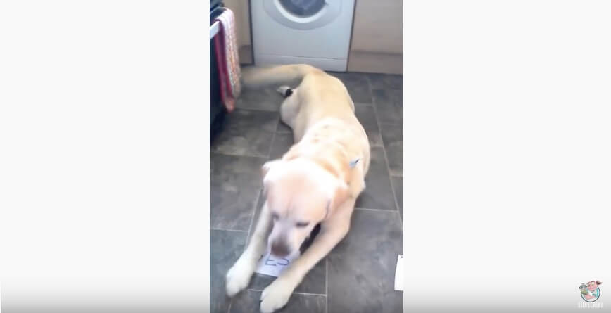 ラブラドールレトリーバー,動画