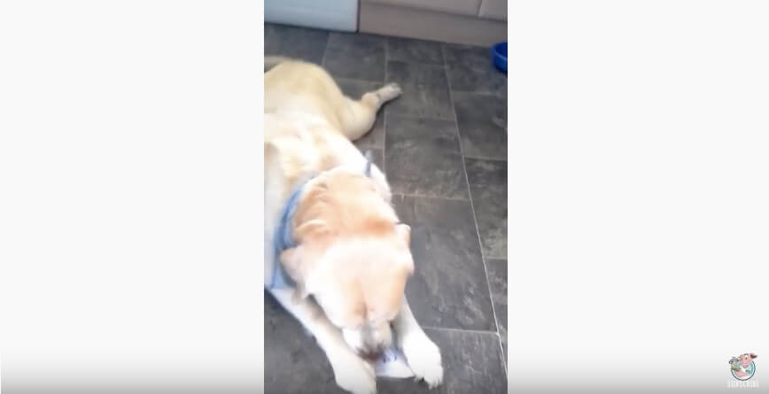 ラブラドールレトリーバー,動画