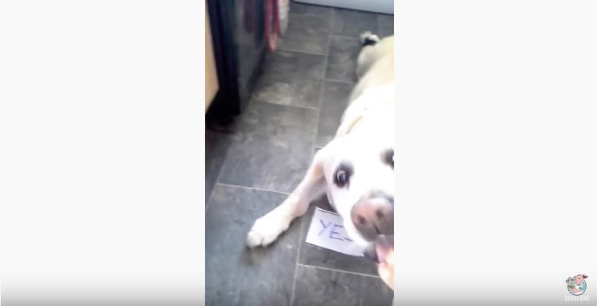 ラブラドールレトリーバー,動画