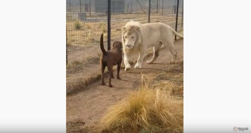 ラブラドールレトリーバー,動画