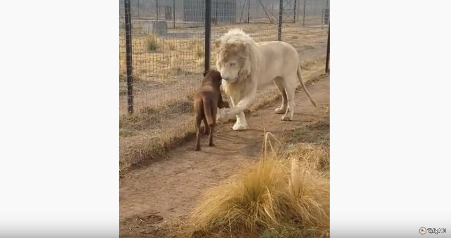 ラブラドールレトリーバー,動画