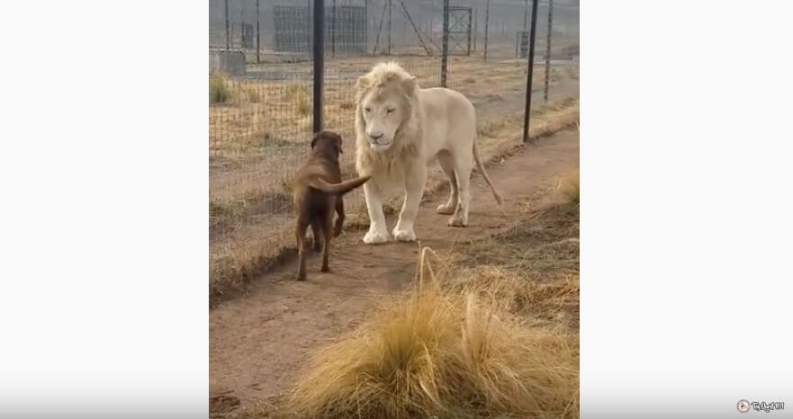 ラブラドールレトリーバー,動画