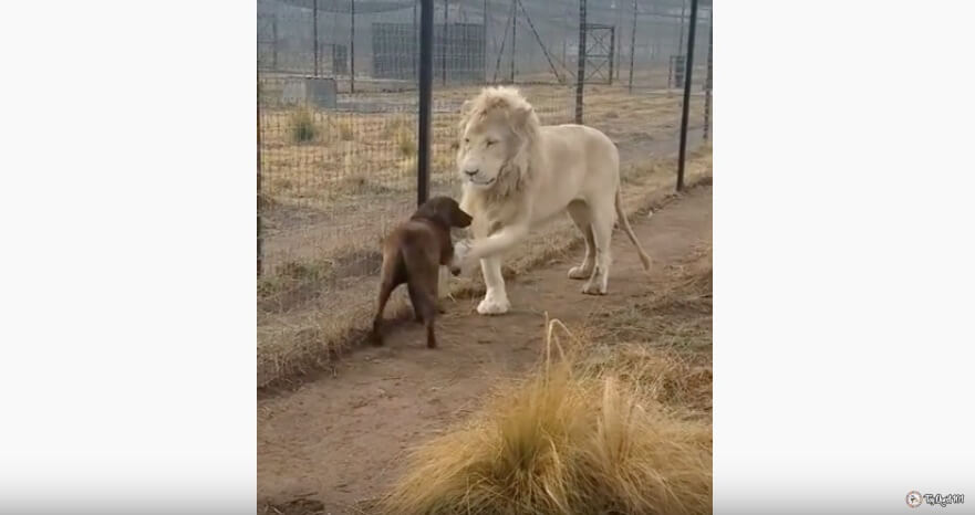 ラブラドールレトリーバー,動画