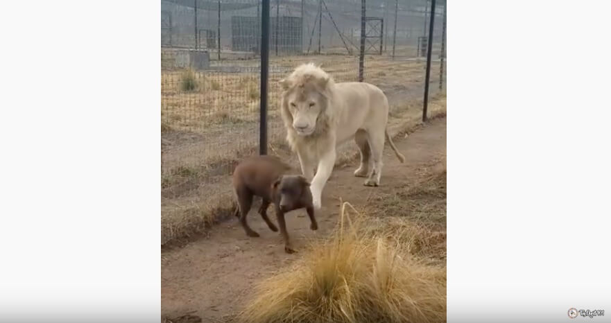 ラブラドールレトリーバー,動画