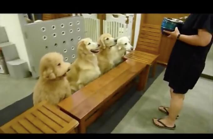 ゴールデンレトリーバー,動画