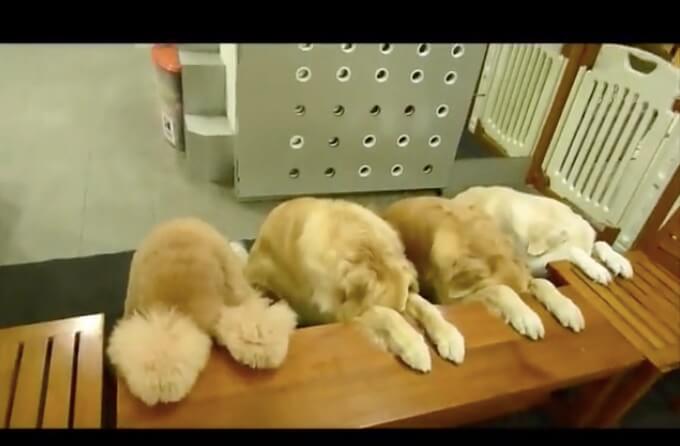 ゴールデンレトリーバー,動画