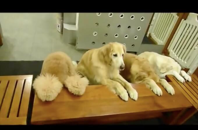 ゴールデンレトリーバー,動画