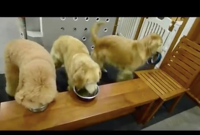 ゴールデンレトリーバー,動画