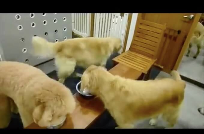 ゴールデンレトリーバー,動画