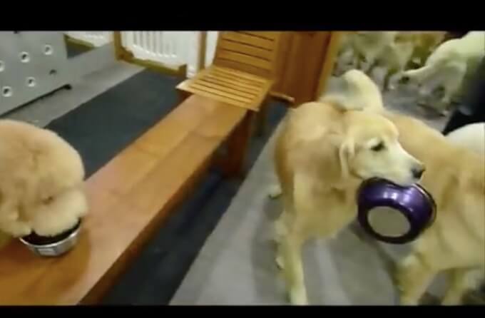 ゴールデンレトリーバー,動画