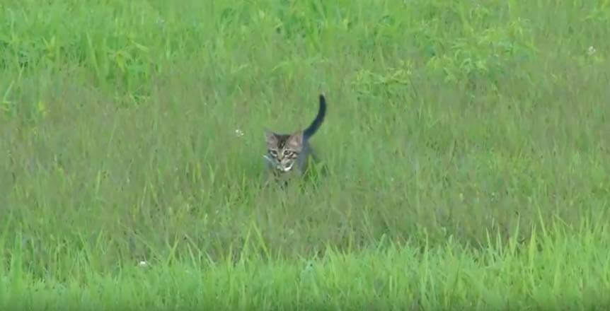 ゴールデンレトリーバー,動画