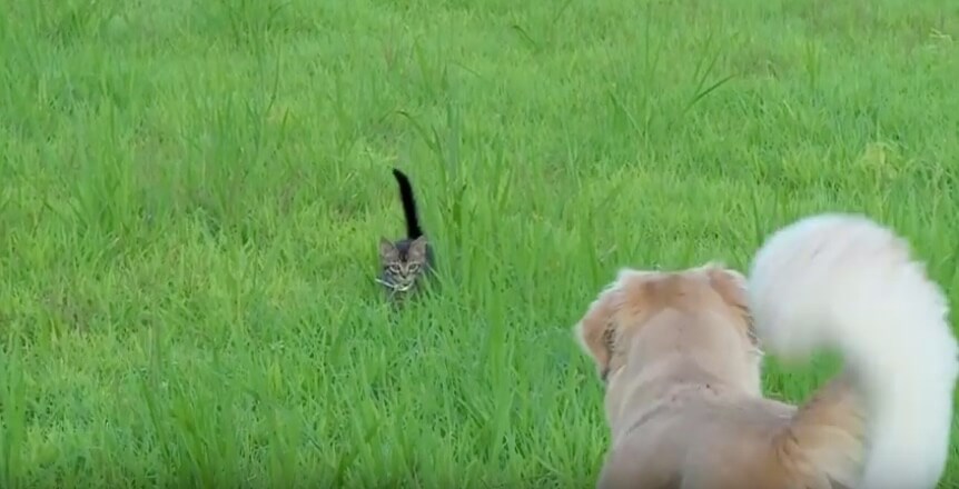 ゴールデンレトリーバー,動画