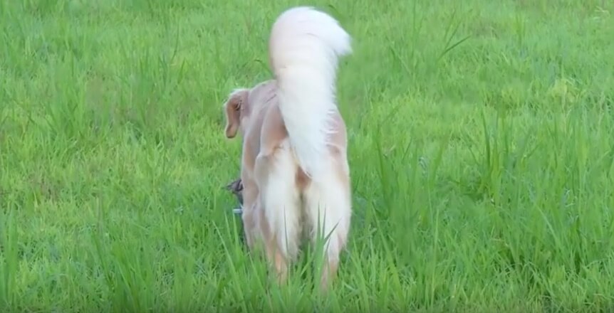 ゴールデンレトリーバー,動画