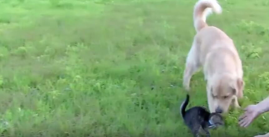 ゴールデンレトリーバー,動画