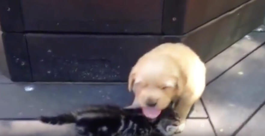 ゴールデンレトリーバー,動画