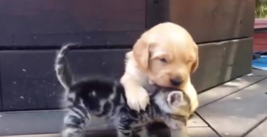 ゴールデンレトリーバー,動画