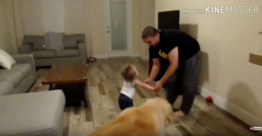 ゴールデンレトリーバー,動画