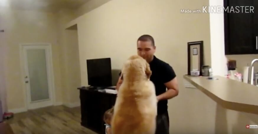 ゴールデンレトリーバー,動画