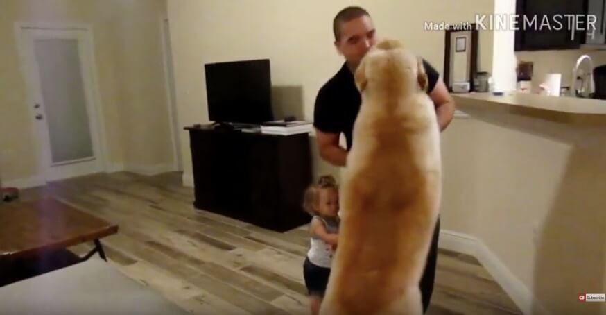 ゴールデンレトリーバー,動画