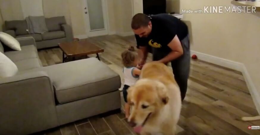 ゴールデンレトリーバー,動画