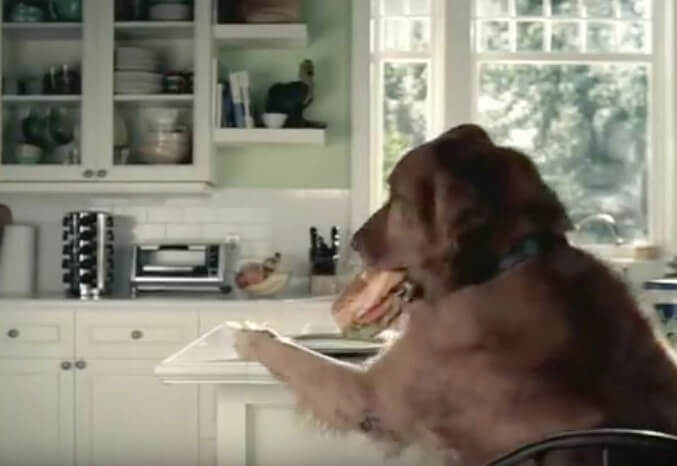 ゴールデンレトリーバー,動画