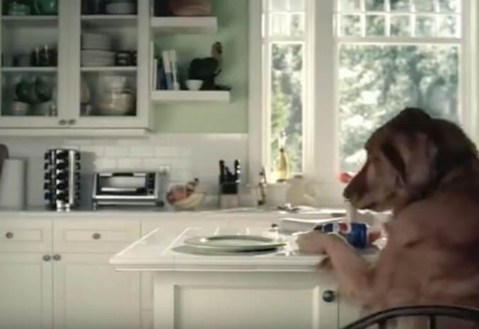 ゴールデンレトリーバー,動画