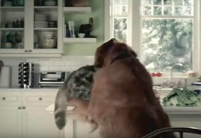 ゴールデンレトリーバー,動画