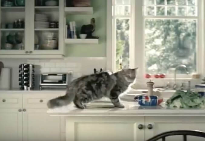 ゴールデンレトリーバー,動画