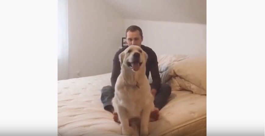 ゴールデンレトリーバー,動画