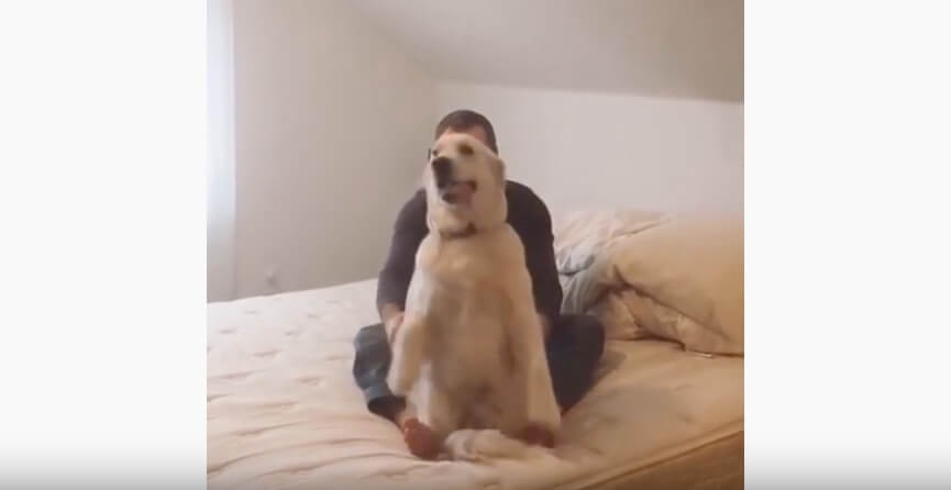 ゴールデンレトリーバー,動画