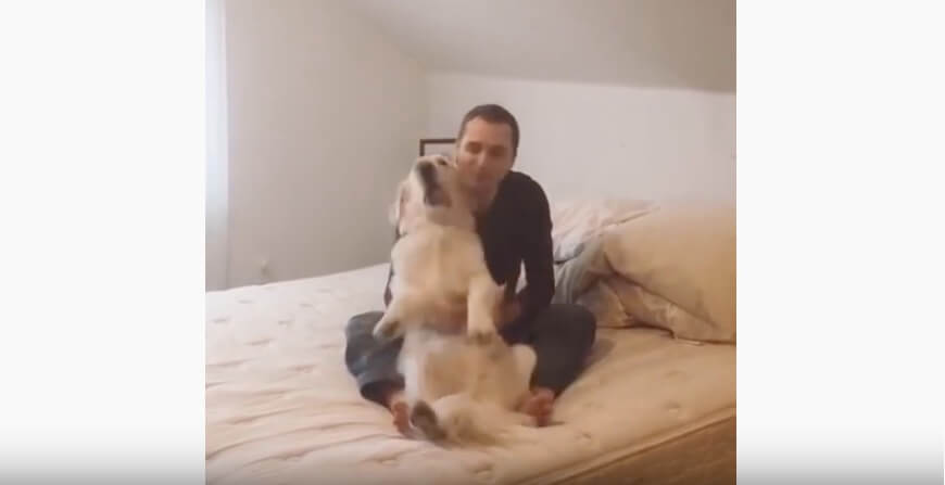 ゴールデンレトリーバー,動画