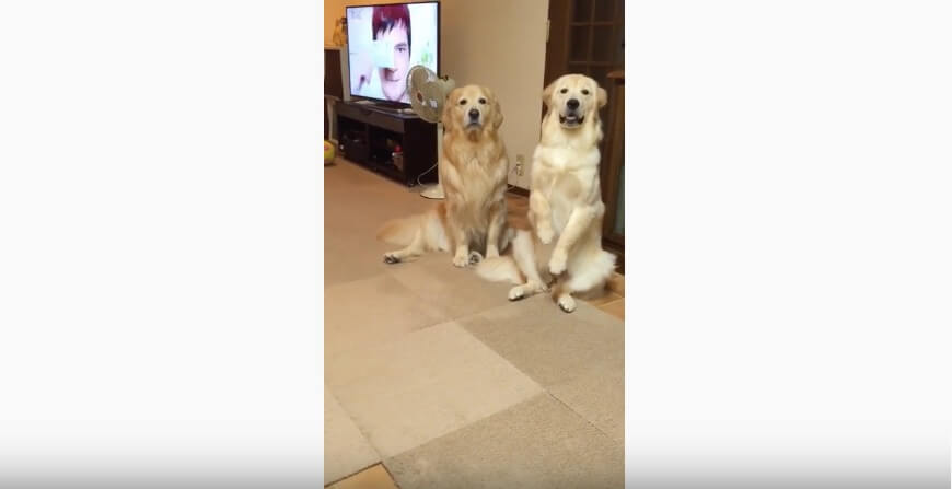 ゴールデンレトリーバー,動画