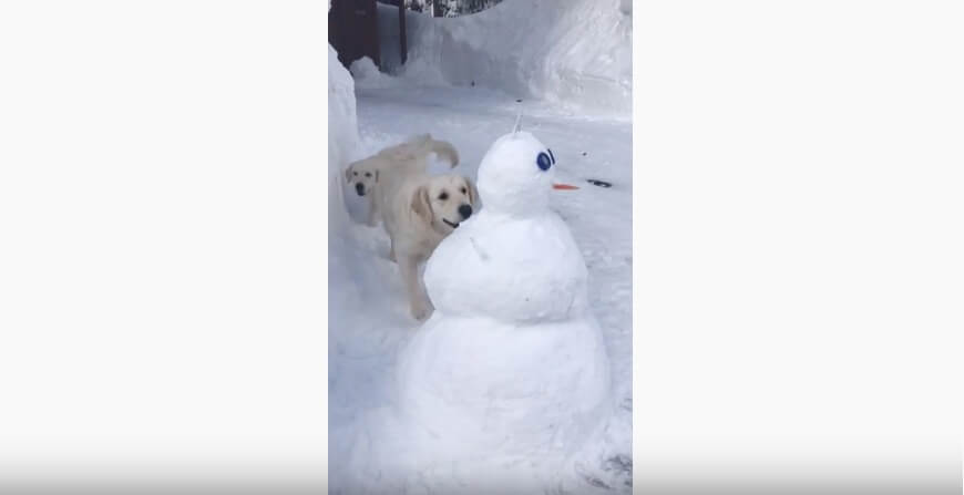 ゴールデンレトリーバー,動画