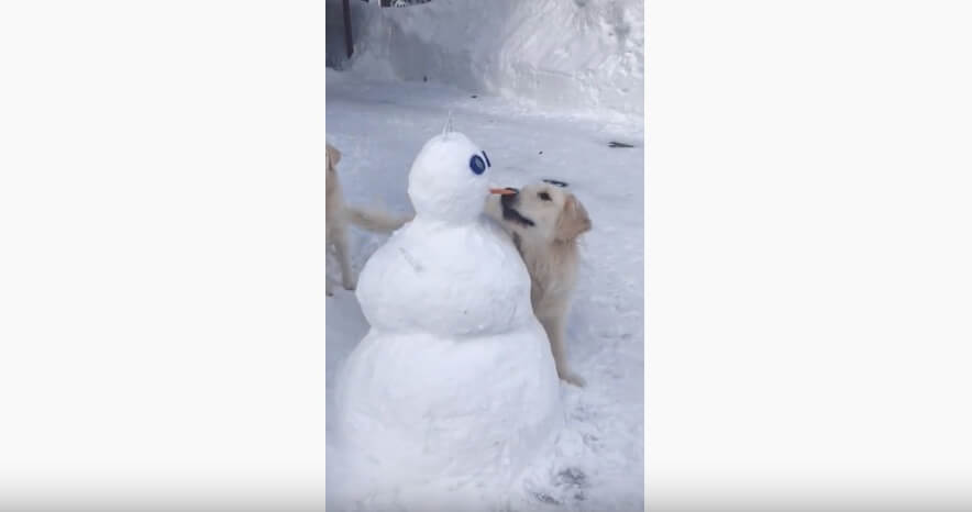 ゴールデンレトリーバー,動画